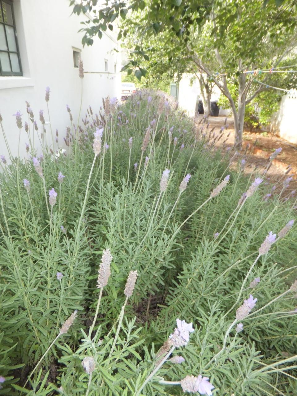 The Vineyard Country House Montagu Exterior photo