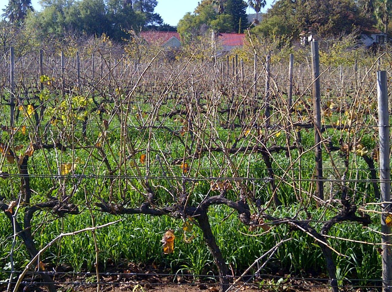 The Vineyard Country House Montagu Exterior photo